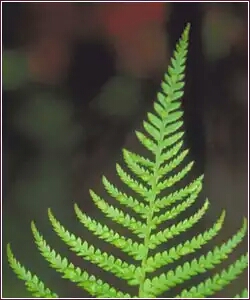 A fern leaf